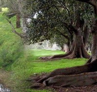 Rivergum Cottage - Hotel NSW