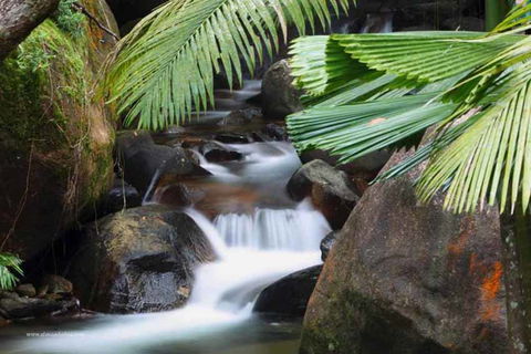 Daintree Secrets (Award Winning Retreat) - Hotel NSW 1
