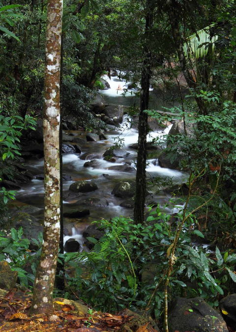 Daintree Secrets (Award Winning Retreat) - Hotel NSW 2