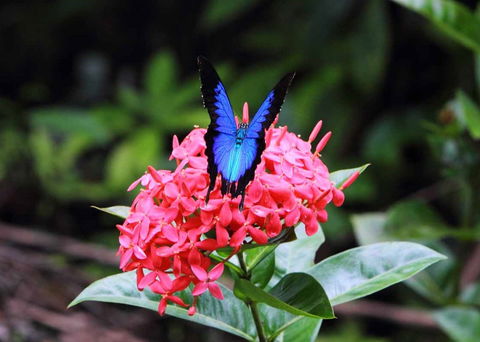 Daintree Secrets (Award Winning Retreat) - Hotel NSW 5