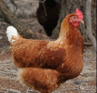 Avonmore Estate Biodynamic Winery - Hotel NSW