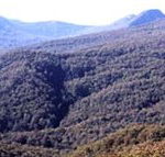 Callicoma Hill Eco-Cabins - Hotel NSW