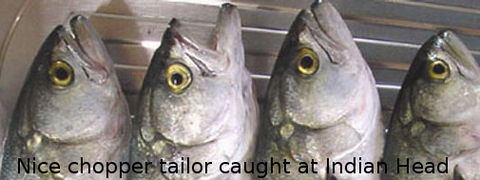 Fraser Island Fishing Units - Hotel NSW 6