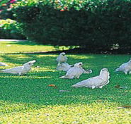 Aurora Kakadu - Hotel NSW