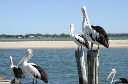Tuncurry Sunset Motel - Hotel NSW 3