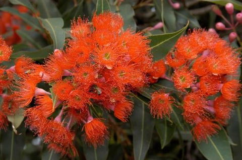 Ficifolia Lodge - Hotel NSW 3