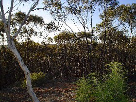 Cuballing ACT Hotel NSW