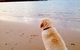 Saltwater Haven - Apollo Bay - thumb 5