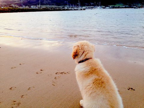 Saltwater Haven - Apollo Bay - Hotel NSW 5