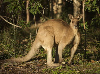 Lake Weyba Cottages Noosa - Hotel NSW 31