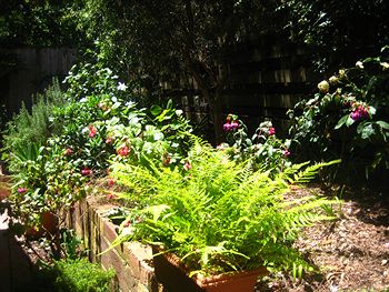 Bungunyah Apartments - Hotel NSW 1