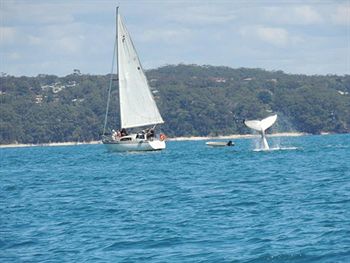 Paradise Bungalow - Hotel NSW 4
