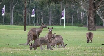 Riverside Oaks Golf Resort - Hotel NSW 8