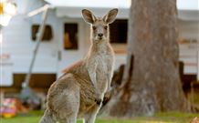 BIG4 Sunshine South West Rocks Holiday Park - South - Hotel NSW 3
