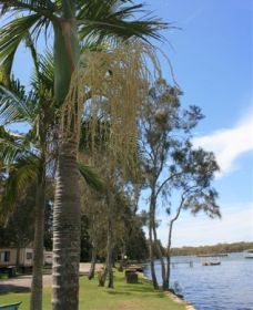 Pelican Park - Hotel NSW 2