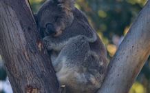 Port Stephens Treescape - Hotel NSW 5