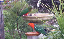Valley View Motel Murrurundi - Murrurundi - Hotel NSW 4