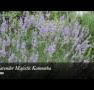 Lavender Majestic - Hotel NSW