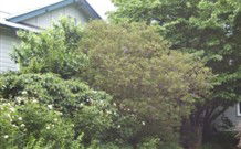 Tree Tops Guesthouse - Hotel NSW 1