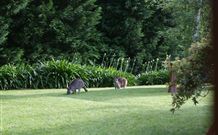 Yallambee Bed And Breakfast - Hotel NSW 4