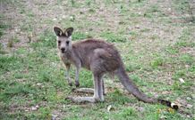 Calurla Chalets And Cottages - Hotel NSW 1