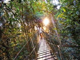 O'Reilly's Rainforest Retreat - Hotel NSW 0
