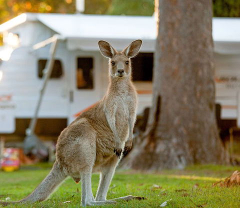 BIG4 Sunshine South West Rocks Holiday Park - Hotel NSW 5