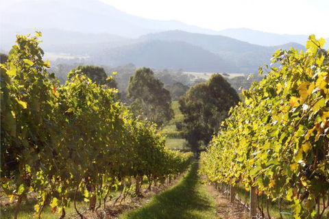 Pizzini's Vineyard Guesthouse - Hotel NSW 6