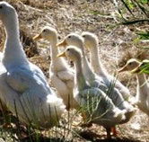 Duck Duck Goose Bed and Breakfast - Hotel NSW