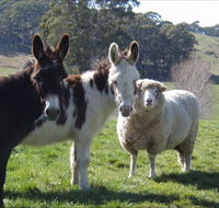 Avaleigh Elms Farmstay - Hotel NSW