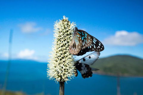 Keswick Island Camping And Glamping - Hotel NSW 7