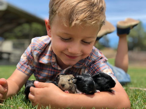 Narnu  Farm (Farm Stay/ School Camp) - Hotel NSW 5