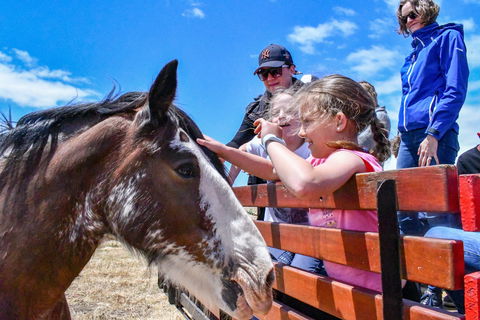 Narnu  Farm (Farm Stay/ School Camp) - Hotel NSW 6