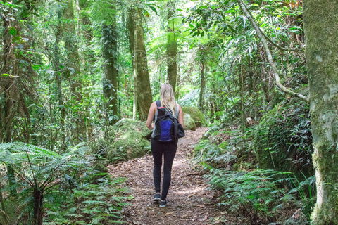 O'Reilly's Rainforest Retreat - Hotel NSW 5