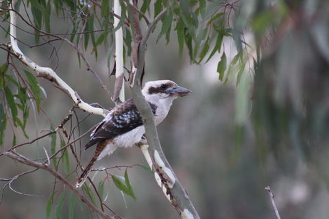Rabbiters Hut - Hotel NSW 3