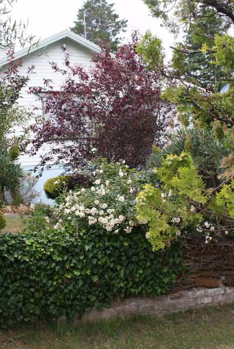 Katoomba Green Gables - Hotel NSW 1