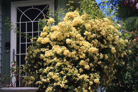 Katoomba Green Gables - Hotel NSW 2
