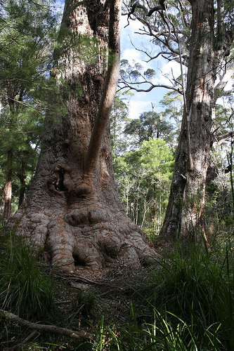 Valley Of The Giants Cottage - Hotel NSW 0
