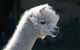 Morvern Valley Farm Stay Cottages - thumb 2