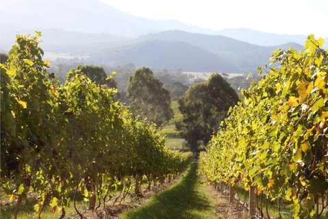 Rosetta's Garden Guesthouse - Hotel NSW 0