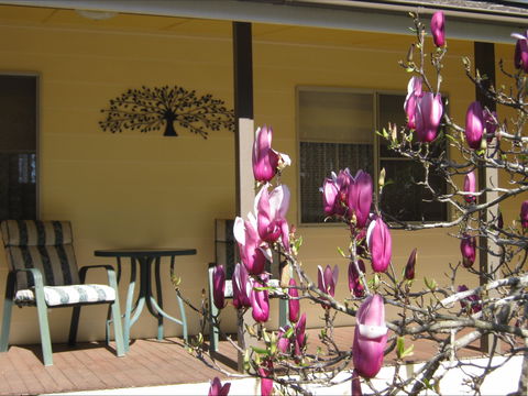 Figtree Cottage - Hotel NSW 1