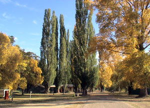 Omeo Caravan Park - Hotel NSW 0