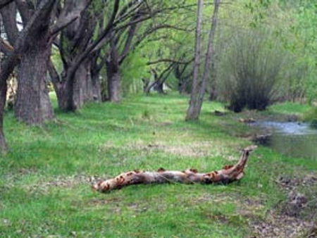 Omeo Caravan Park - Hotel NSW 3