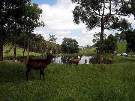 Gracefield Cottage - Hotel NSW 3