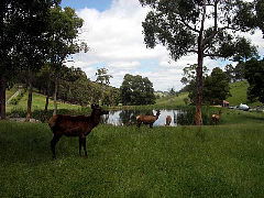 Gracefield Cottage - Hotel NSW 4