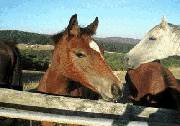 Wombalano Country Retreat - Hotel NSW 1