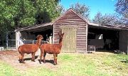 Glenfield Cottage - Hotel NSW 1