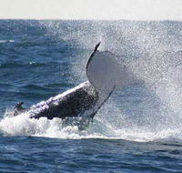 Whale Watching Sydney - Hotel NSW