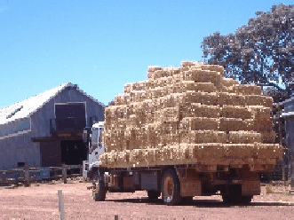 Avondale Discovery Farm - Hotel NSW 1