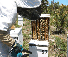 The House of Honey - Hotel NSW